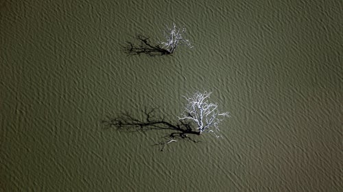 Dead trees in Lake Siwandu in the Selous Reserve in East Africa. Large tropical trees submerged in water might provide evidence of severe, long-lasting droughts just a few centuries ago. Some areas were exposed and forested during dry spells but are now under 45 to 60 feet of water.